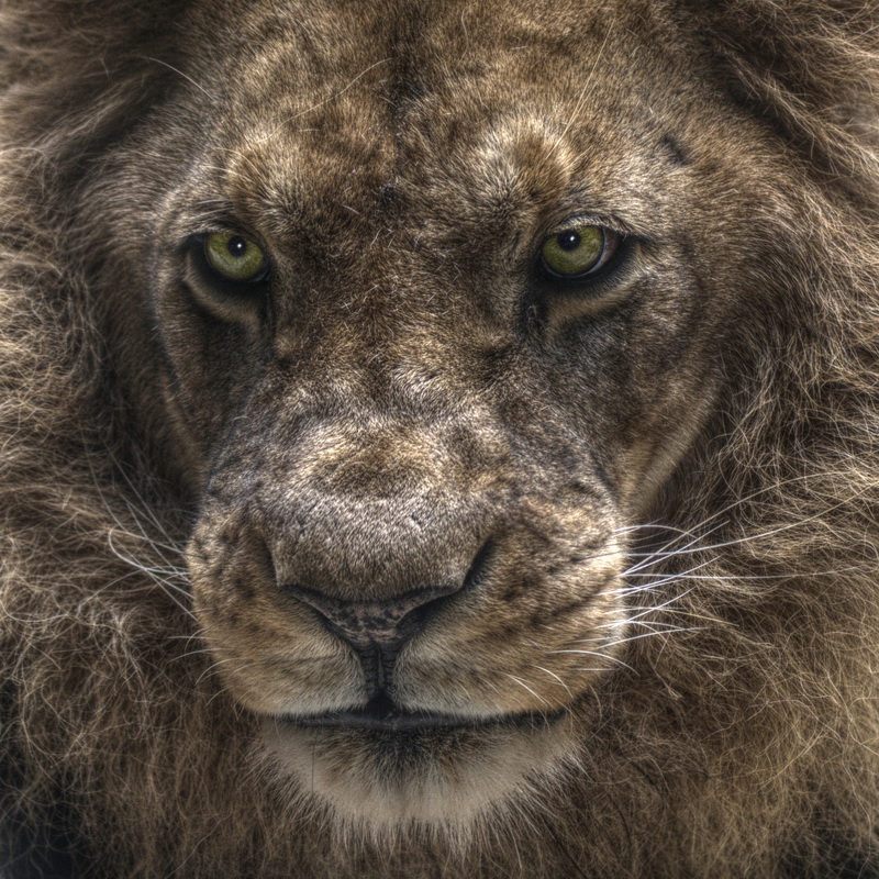 Tiere im Zoo
