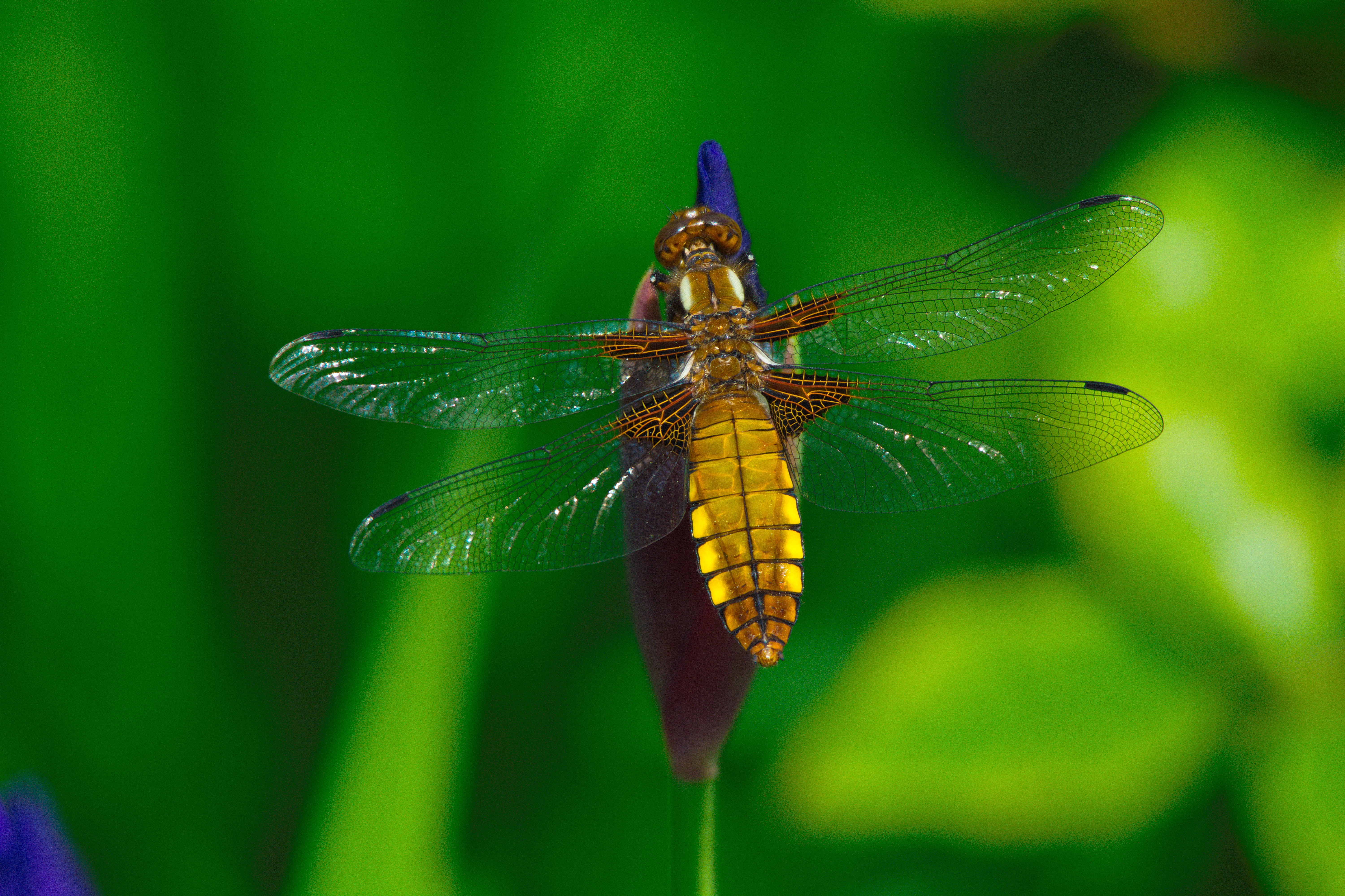 Libelle im Salinenpark Rheine