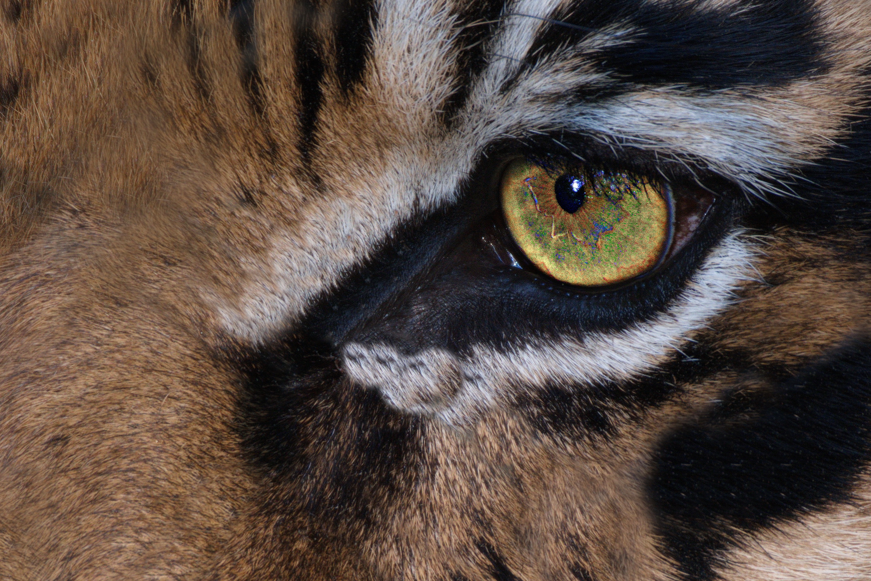 Naturzoo Rheine Fotosafari 2018