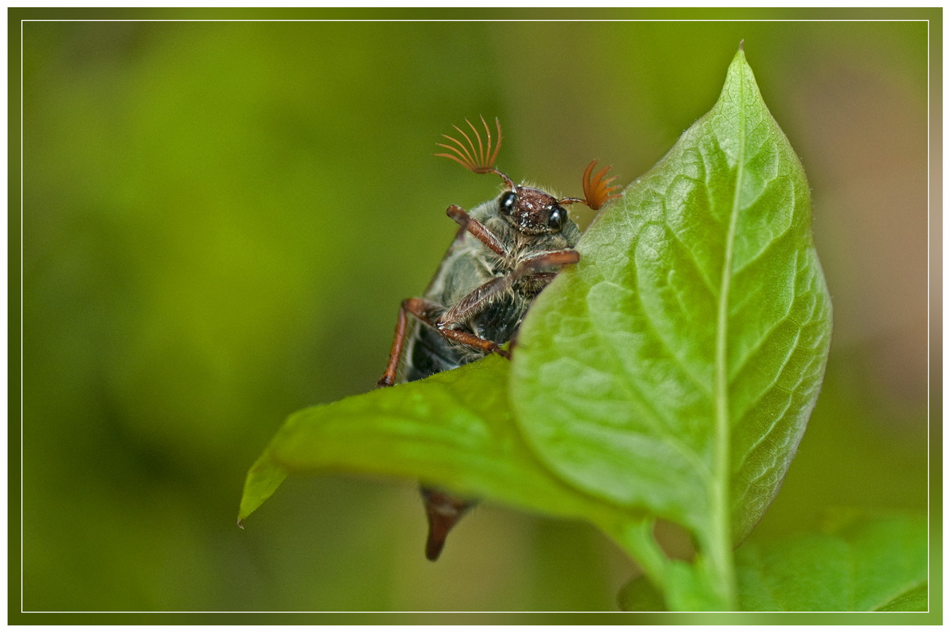 Macro